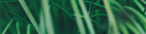 Image banner with grass close-up